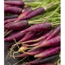 Earthcare Seeds - Carrot Cosmic Purple 250 Seeds (Daucus Carota Subsp. Sativus) Heirloom - Open Pollinated