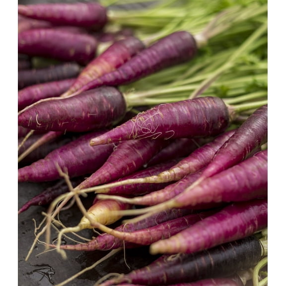 Earthcare Seeds - Carrot Cosmic Purple 250 Seeds (Daucus Carota Subsp. Sativus) Heirloom - Open Pollinated