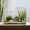 10 Gallon, variant on 3 Gallon Frameless Glass Aquarium for Bettas, Goldfish, Snails, Shrimp and Aquatic Plants