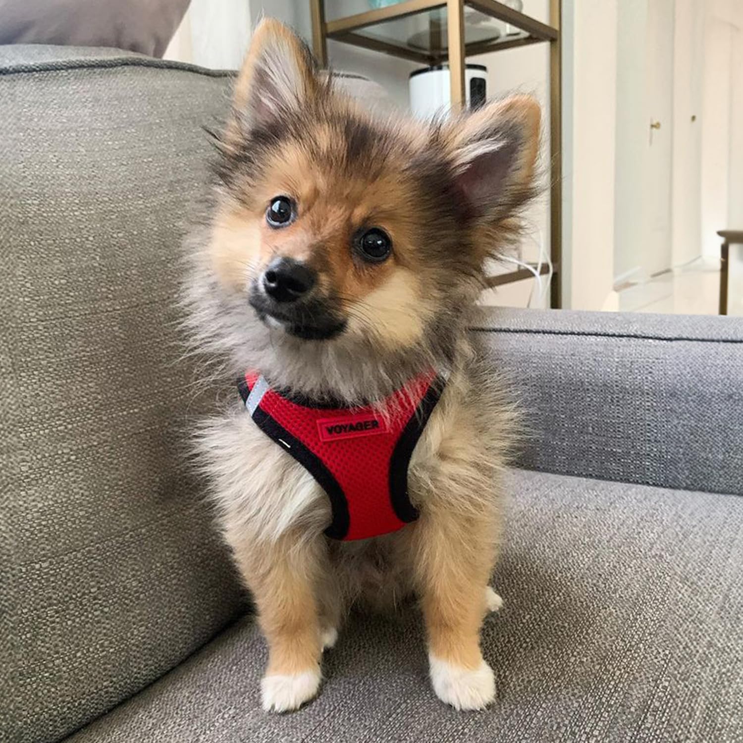 Voyager Best Pet Supplies Dog Mesh Harness XS photo 7