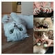 thumbnail image 4 of 20 piezas de tapones para uñas de gato, patas suaves, funda suave para uñas para perros y , para para mascotas de 0,,5 k - Negro, L L Yinane Tapas de uñas de gato, 4 of 7