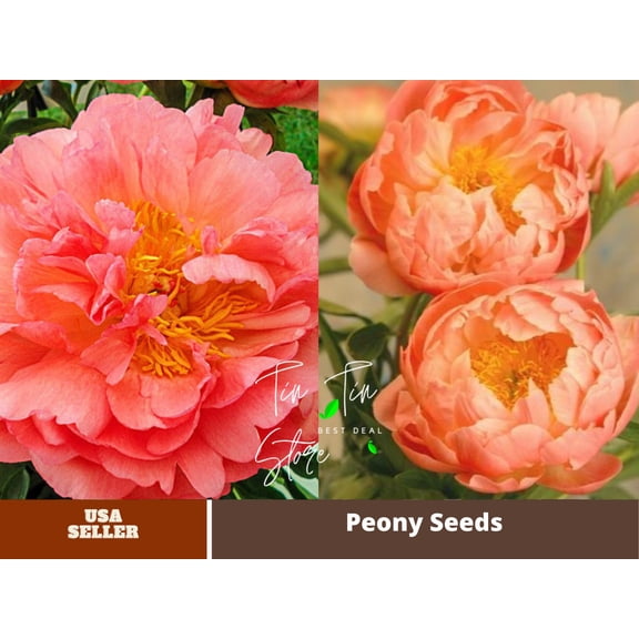 Pedasgarden 10 Rare Peony/ Coral Sunset Flower Seed