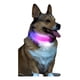 thumbnail image 1 of Collar Para Perro Con Luz Led Recargable, Color Negro, 1 of 8