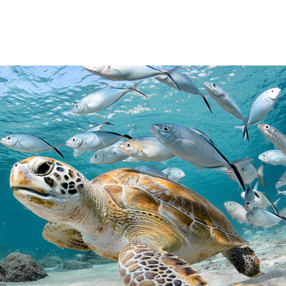 Under the Sea Animals-14"x14" Canvas Artwork - Multi-Color 16 x 20
