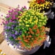 thumbnail image 4 of Flores artificiales falsas para exteriores, plantas de boj resistentes a los rayos UV, arbustos, paquete de 9, vegetación de plástico sintético para interiores y exteriores, macetero colgante, hogar, oficina, boda, granja, decoración, rojo atardecer Sailing Electrónica, 4 of 5