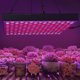 thumbnail image 5 of Luz LED de cultivo para plantas de interior de 45W, lámpara de cultivo de plantas de espectro completo, enchufe AC85-265V de EE. UU., 5 of 8