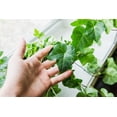 thumbnail image 5 of 6 in. English Ivy - Air Cleaning - Indoor or Outdoor Plant, 5 of 5