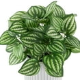 thumbnail image 4 of Northlight Artificial Watermelon Peperomia Plant in Pot - 6.5", 4 of 6