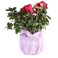 thumbnail image 1 of Planta decorativa en maceta de 7 pulgadas con cover de yute, 1 of 3