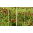 thumbnail image 2 of Fleurs de Pivoines Sauvages en Steppe, 2 of 3