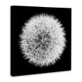 thumbnail image 3 of Stupell Industries Modern Dandelion Black & White Photograph Canvas Art, 17 x 17, by Aledanda, 3 of 8
