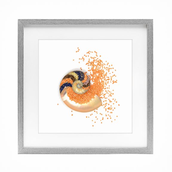 Stupell Industries Orange Nautilus Spiral Gray Framed Print Under Glass, design by Beth Adoette