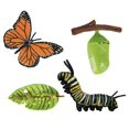 thumbnail image 1 of kusrkot Cycle de Vie de Papillon - Comprend Oeuf, Larve, Pupe et Papillon - Éducatif, 1 of 6