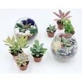 thumbnail image 5 of DIY Succulent Terrarium Gift Kit with Plants, Fairy Garden Kit with Reindeer Moss, 5 of 9