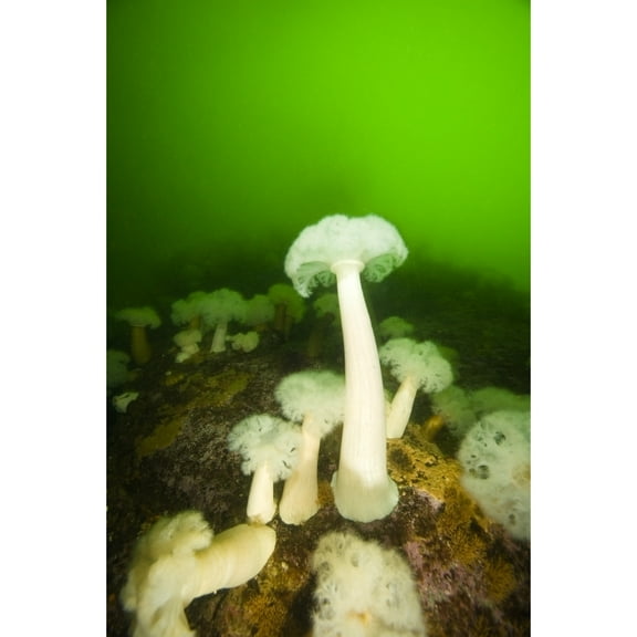 Posterazzi DPI1826943 Plumose Sea Anemones Alaska USA Poster Print by Stuart Westmorland, 11 x 18