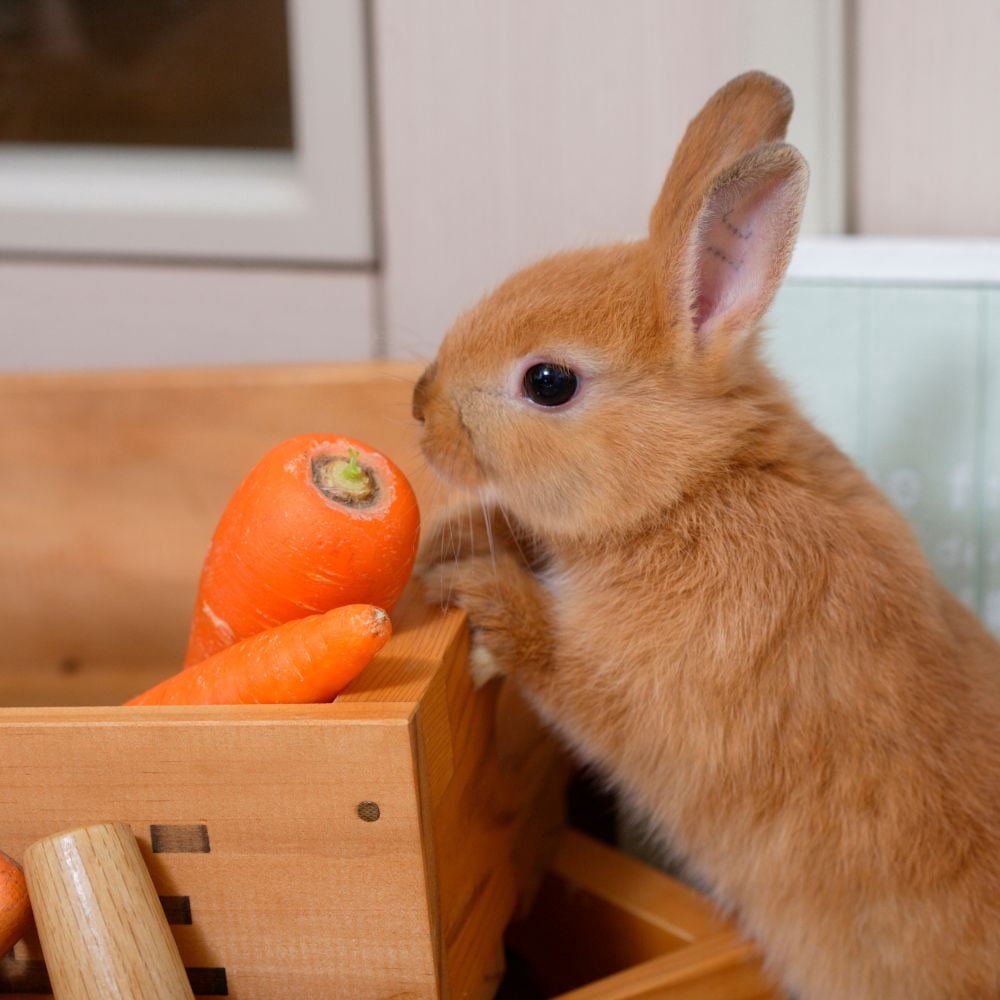 Oxbow Young Rabbit Food Garden Select (4 lbs) | Percy Loves Pal Furresher, Chew Toy, Oxbow Rewards Treats, & MerlinsMart Zine