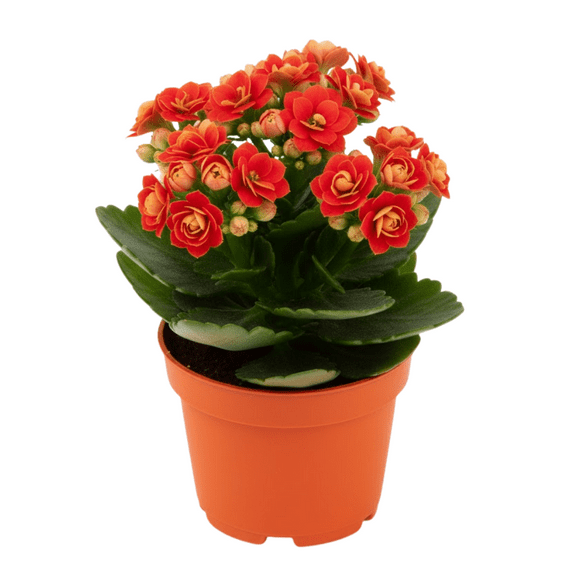 Red Double Kalanchoe Flowers Plant Live Succulent 5 - 7 Inch Height, Kalanchoe Plant, Easy Care Houseplant