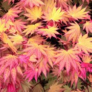Pixies Gardens ‘Autumn Moon’ Japanese Maple 2 Gallon