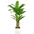 thumbnail image 2 of Vintage Home by Vintage Home 78-in Tall Banana Tree with Real Touch Leaves in 14-in Fiberstone Planter 48L 48W 78H, 2 of 2