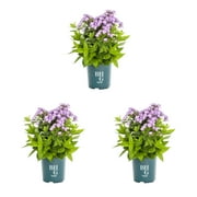 Better Homes & Gardens 2.5QT Pink Phlox Perennial Live Plants (3 Pack) with Grower Pots