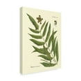 thumbnail image 2 of Trademark Fine Art 'Antique Fern II' Canvas Art by Vision Studio, 2 of 4