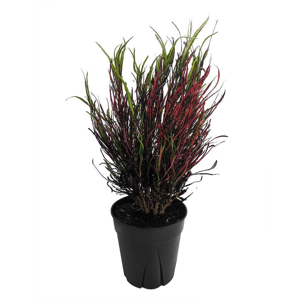 Picasso's Paintbrush Croton 6" Pot Colorful House Plant Walmart