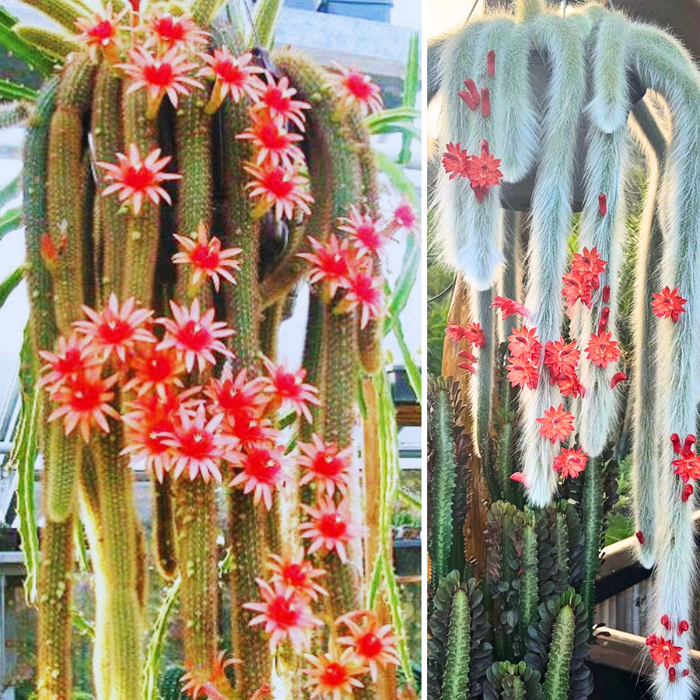 Long Monkey Tail Cactus Plant Live, Bareroot 3.5-5" Tall, Trailing Succulent Rare Hanging Cactus Houseplant