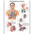 thumbnail image 1 of HD Human Anatomy Organ Pipe Canvas Art - Remastered Flannel Anime, In Stock, 14+, CE, 1 of 9