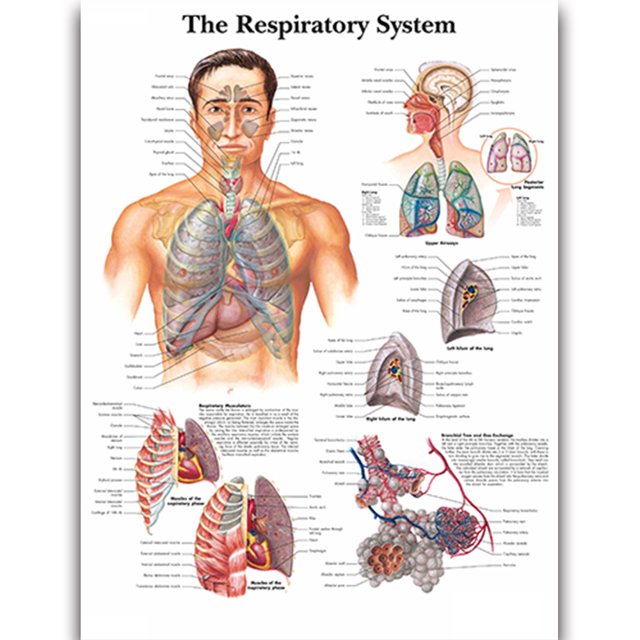 HD Human Anatomy Organ Pipe Canvas Art - Remastered Flannel Anime, In Stock, 14+, CE