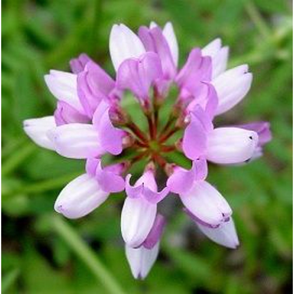 Crown Vetch Seed - 50 Lbs. - Walmart.com - Walmart.com