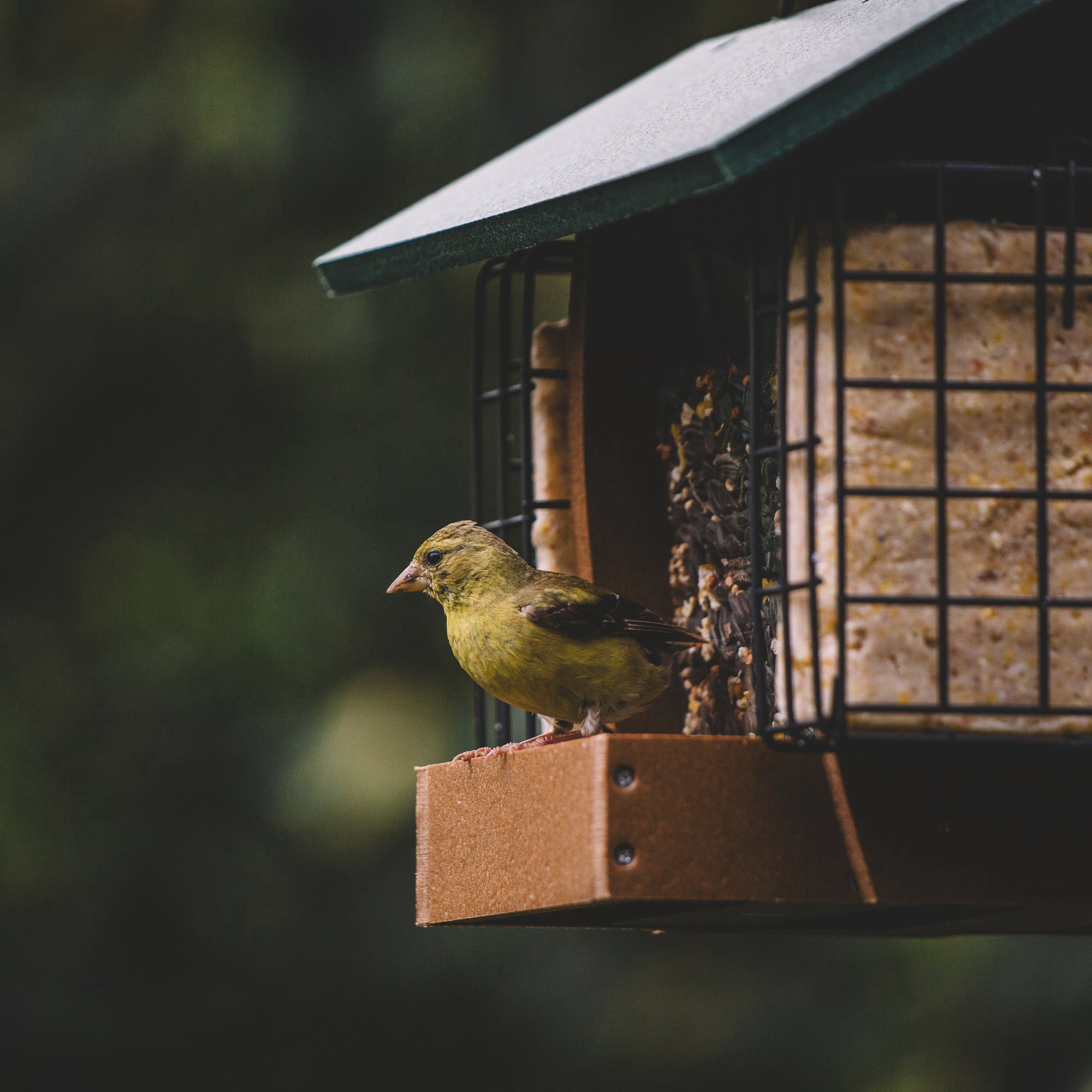 Backyard Expressions WASATCH Plastic Lumber Bird Feeder w/ Suet Cages
