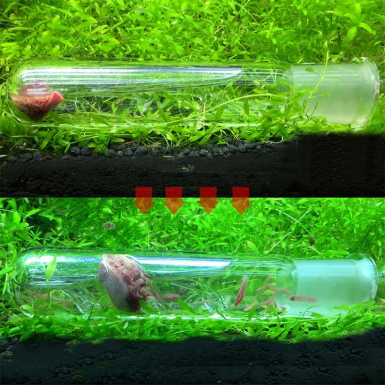 Aquarium Supplies Clear Glass Planaria Trap Catch Trap for Cherry Shrimp  Crystal red Shrimp Dwarf Shrimp ,Worm Trap Tank Pest Catch Trap Leech  Catcher For Planarian Flatworm, L 