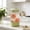Green, variant on Plastic Water Pitcher with Lid, 1.5 Quart Cold Water Kettle, Transparent Striped Pitcher for Iced Tea, Lemonade, Milk, and Hot Drinks, Dishwasher Safe Food Grade Pitcher