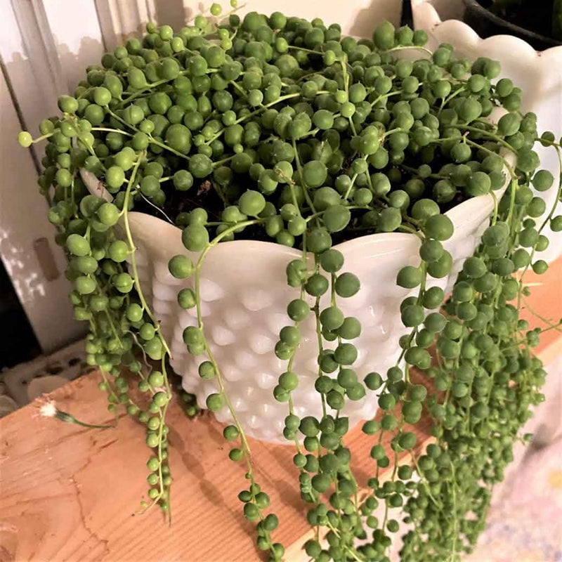 String of Pearls Indoor Succulent Plant Live – 4 Inch Plastic Pot