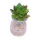 thumbnail image 1 of Pequeñas Macetas Modernas De en apariencia De Maceta Con Mini Plantas Suculentas Artificiales DIY Micro Landscape Decor verde Macarena Plantas Pottiles Artificiales, 1 of 8