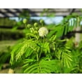 thumbnail image 6 of 100 ILLINOIS BUNDLEFLOWER Prairie Mimosa Desmanthus Illinoensis Flower Seeds, 6 of 11