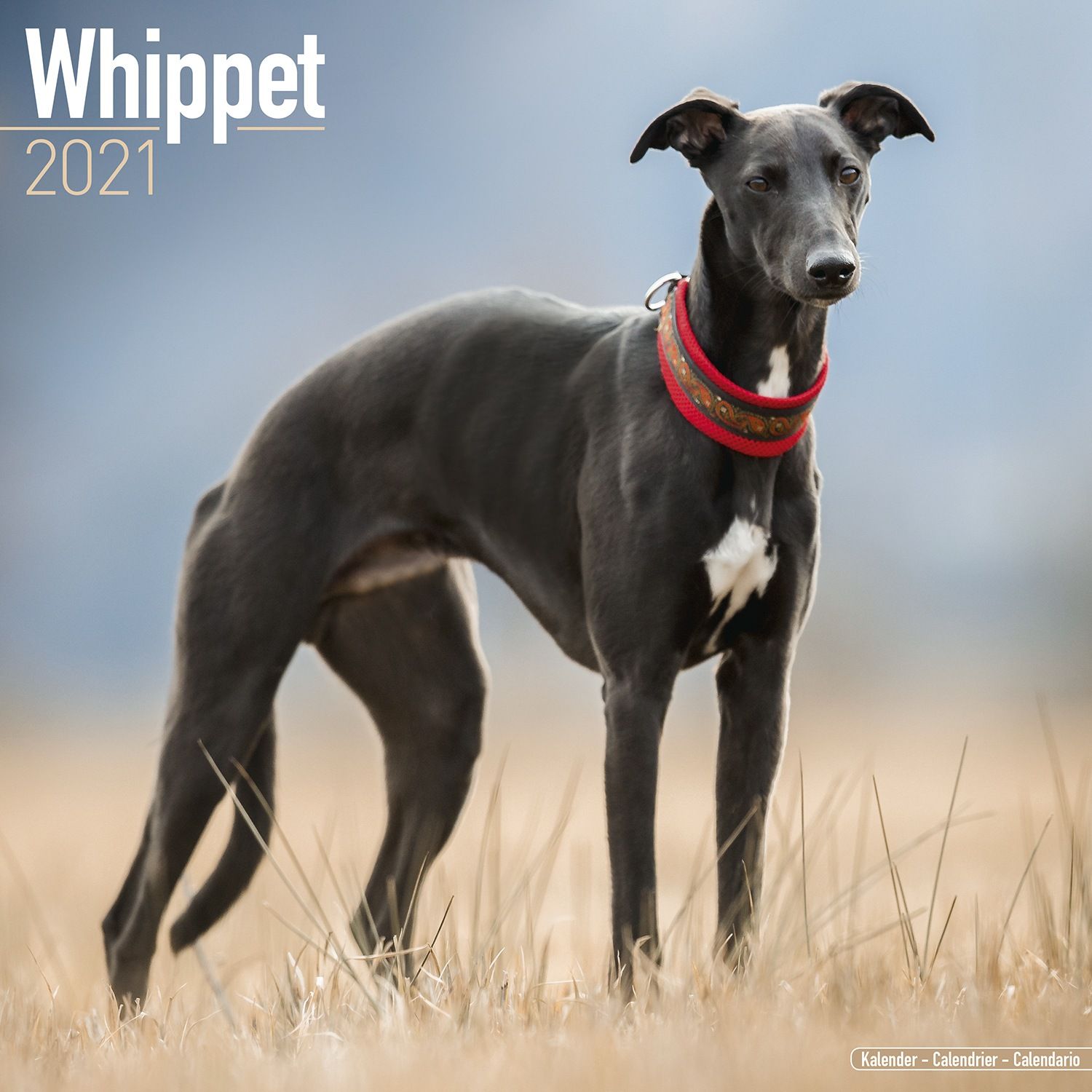 Whippet Calendar 2021 - Whippet Dog Breed Calendar - Whippets Premium