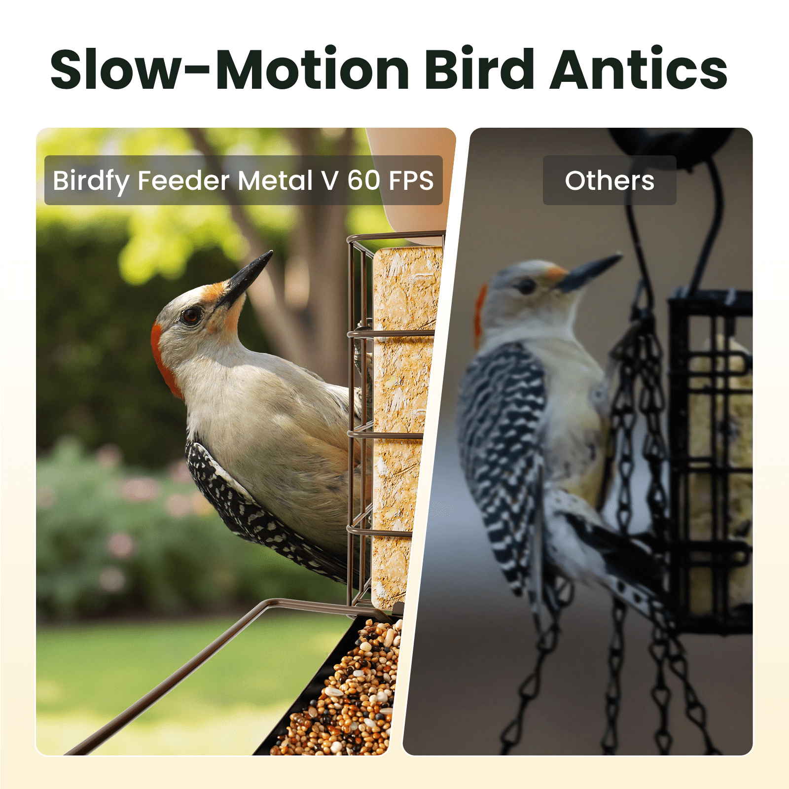 Birdfy Smart Bird Feeder with Camera, 1080P HD, 60FPS Video, AI Bird Identification, Night Vision, Cloud Storage, Suet Holder, Gift for Bird Lovers, Metal V