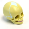 thumbnail image 5 of Infant Skull, Human Anatomical Model - Life Size - Articulated Mandible - Eisco Labs, 5 of 8