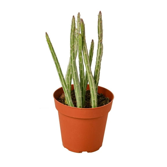 Senecio Stapeliiformis Pickle Plant, 4" Pot, Indoor Houseplant, Easy Care, Live Plant for Indoor & Outdoor