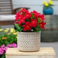 thumbnail image 4 of Island Blooms 1.5PT Red Mandevilla Live Annual Tropical Plant Sun, 4 of 6