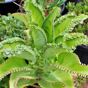 Kalanchoe Mother Of Thousands Plant Live 4 Inch Pot, Kalanchoe Succulent Houseplant