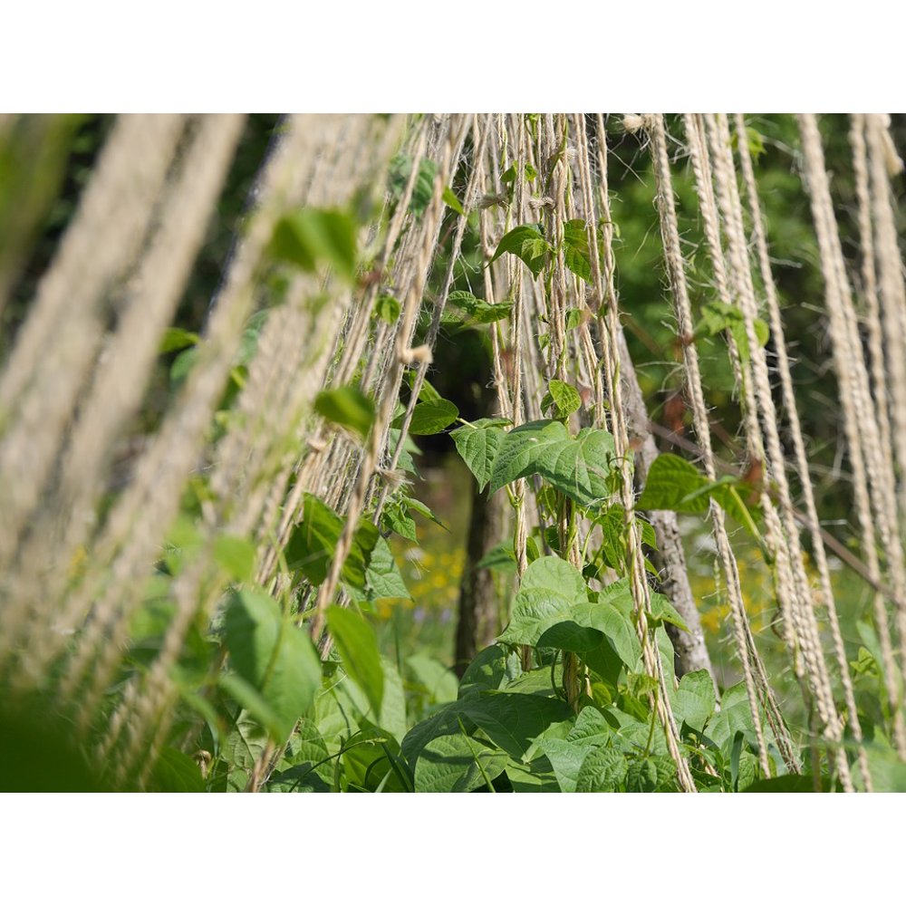 Twine Climbing Plant Beans String Plant Garden20 Inch By 30 Inch