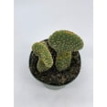 thumbnail image 5 of BubbleBlooms Crested Bunny Ears Cactus, Rare Opuntia microdasys, 4 inch Pot, 5 of 8
