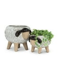 thumbnail image 3 of Sheep On Legs Planter, 3 of 3