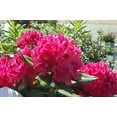 thumbnail image 3 of Nova Zembla Rhododendron, 3 of 6