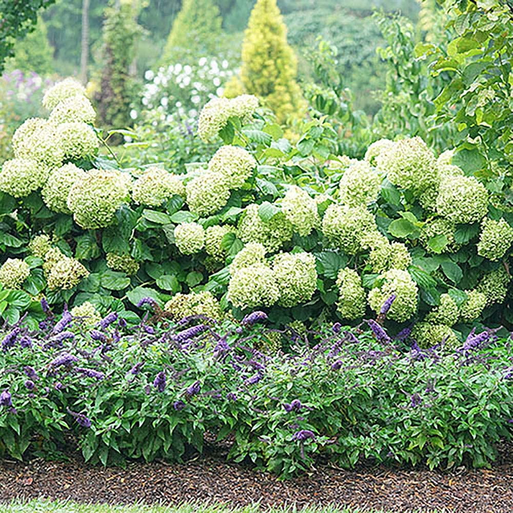 Proven Winners ColorChoice Pugster Blue Buddleia Live Shrub (2 Gallon)