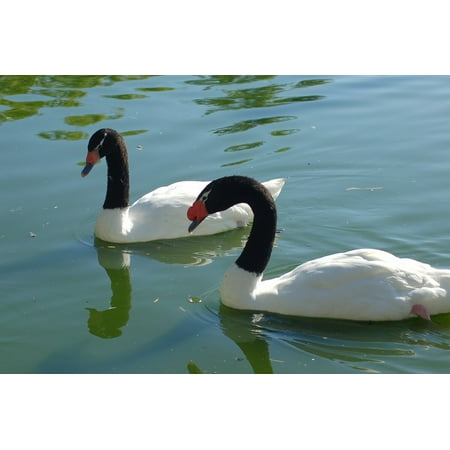 Bird Large Poster - LAMINATED POSTER Water Birds Nature Peak Animal Lake Swans Poster Print 24 x 36