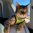 thumbnail image 5 of Voyager Step-in Air All Weather Mesh Harness and Reflective Dog 5 ft Leash Combo with Neoprene Handle, for Small, Medium and Large Breed Puppies - Lime/Black Trim, Large, 5 of 9