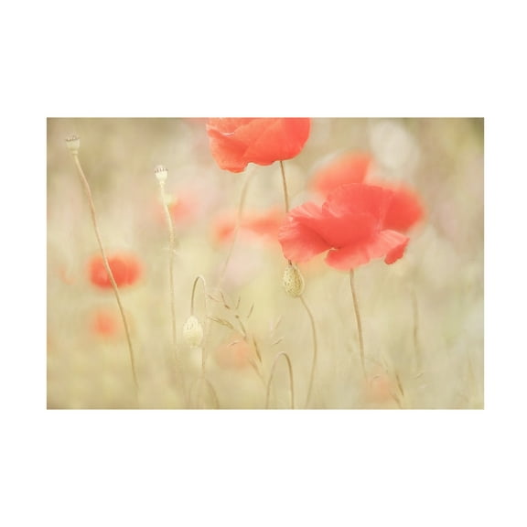 Trademark Fine Art Nel Talen  Memories Canvas Wall Art